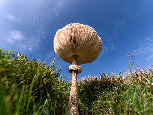Parasolpilz in Trockenrasen mit Heidekraut