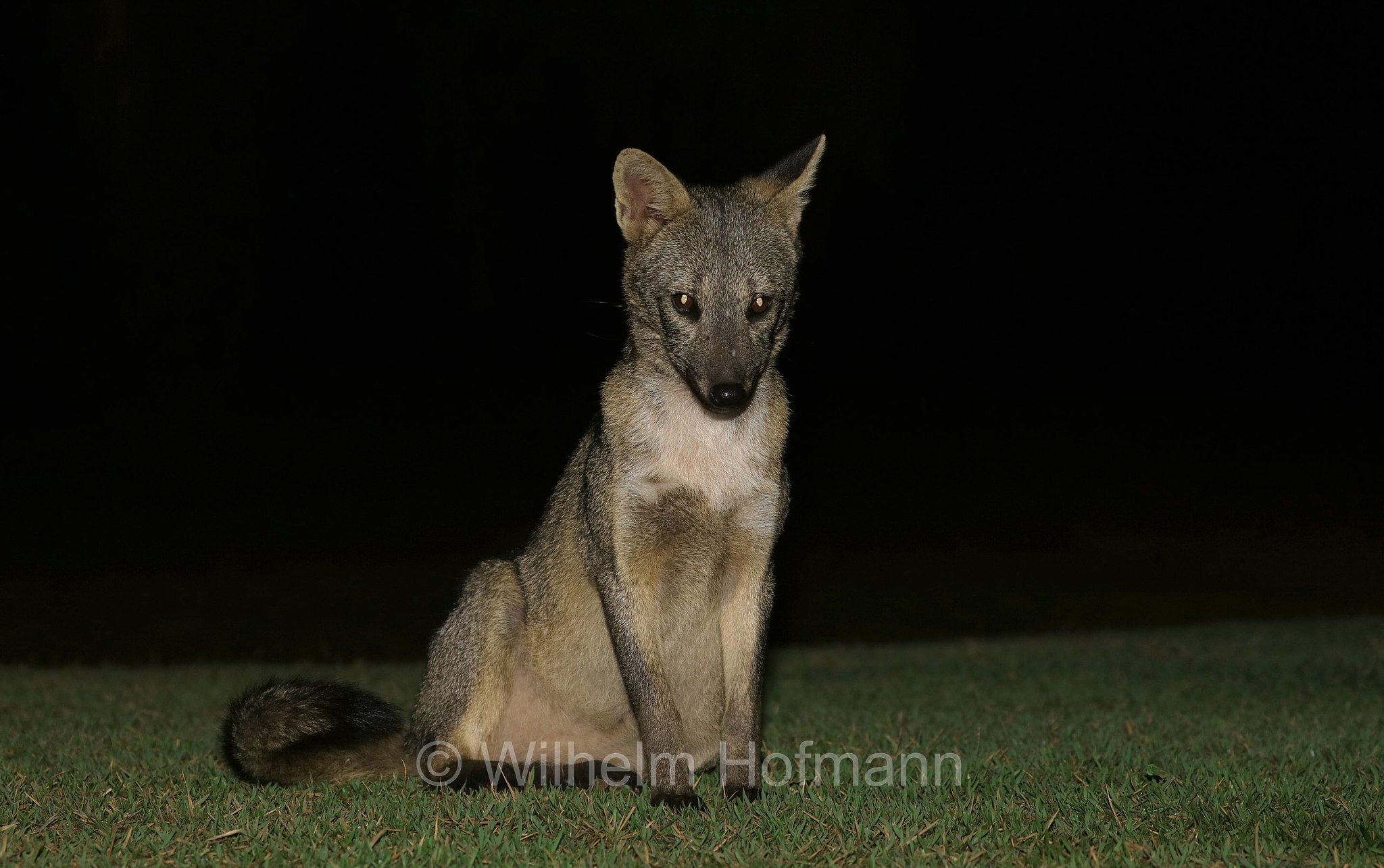 crab-eating fox, forest dog, wood fox, bushfox, Maikong, Krabbenfuchs, Savannenfuchs, Pantanal, Mato Grosso, Brazil, Brasil, Brasile, Brasilien