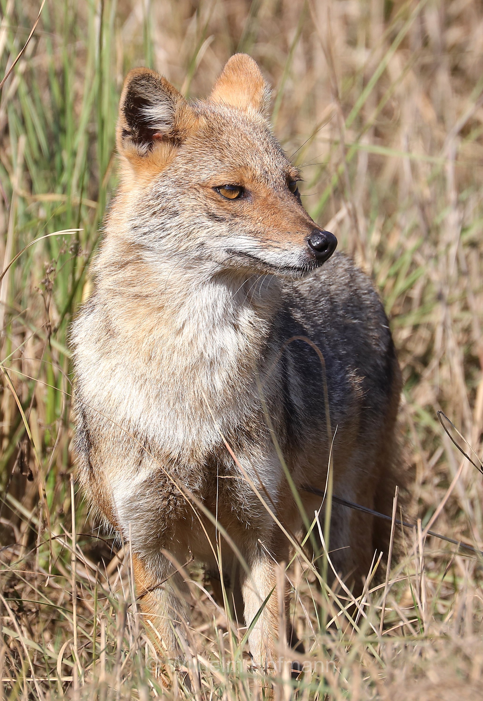 golden jackal, common jackal, Goldschakal, sciacallo, sciacallo dorato, Canis aureus, Kanha National Park, Kanha-Nationalpark, parco nazionale di Kanha, Madhya Pradesh, India, Indien