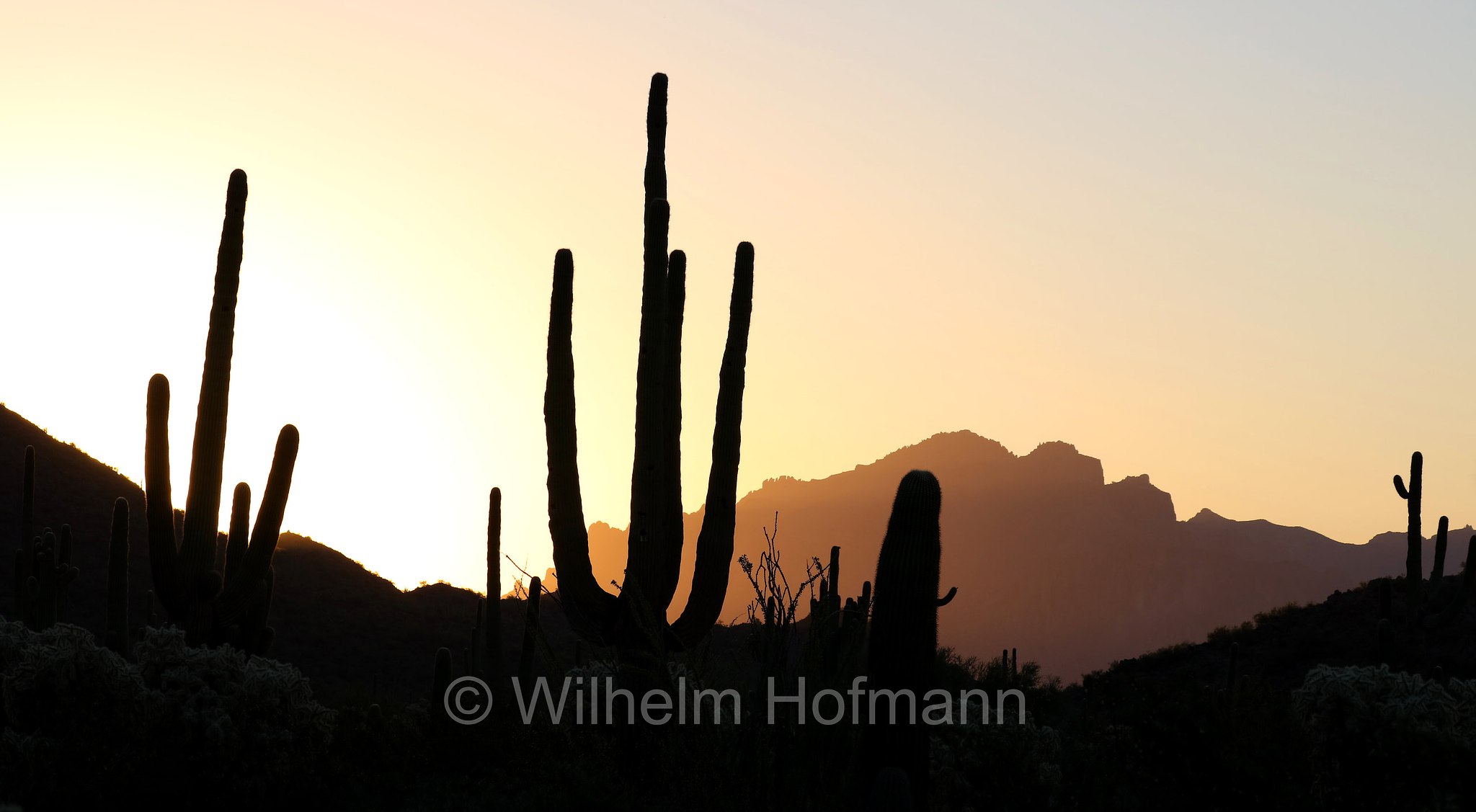 Saguaro, Carnegiea gigantea, Usery Mountain Regional Park, Arizona, USA