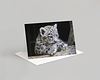 Snow Leopard Card Pack