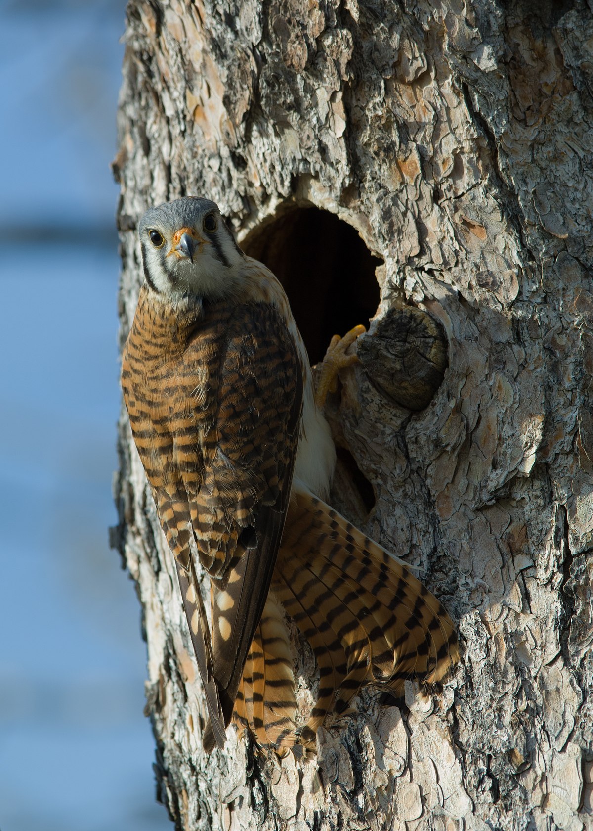 Kestrel-Home