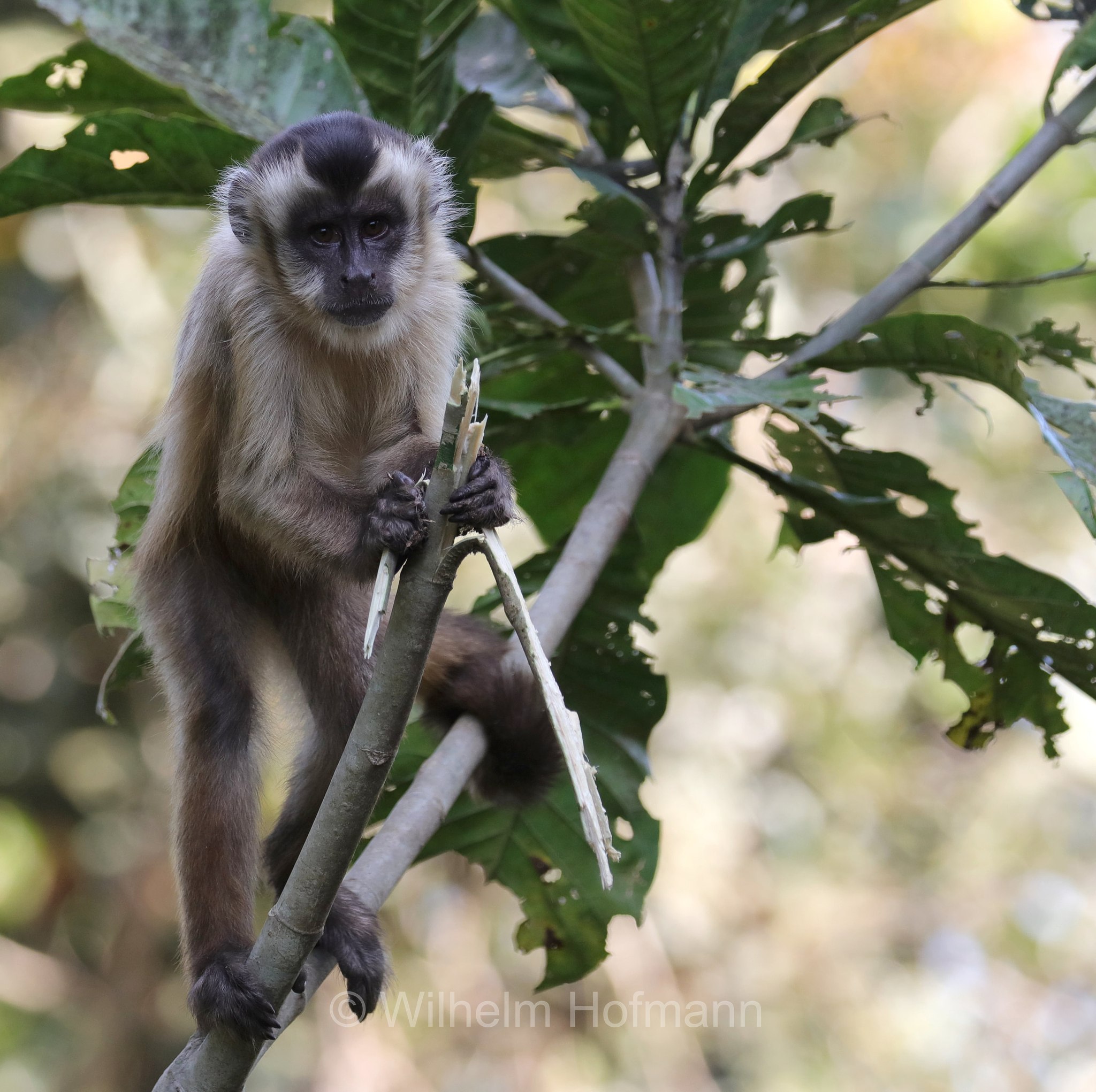 hooded capuchin, Azaras's capuchin, Azara-Kapuzineraffe, cebo di Azara, Sapajus cay, Pantanal, Mato Grosso, Brazil, Brasil, Brasile, Brasilien