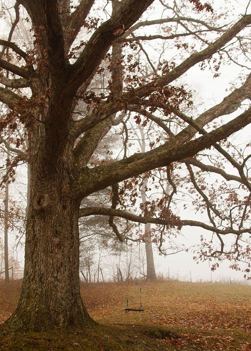 "Abandoned Swing"