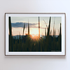 COLLECTION - GIANTS OF THE LAND HORIZONTAL - "Sun Burst" - LIMITED EDITION 10 of 10