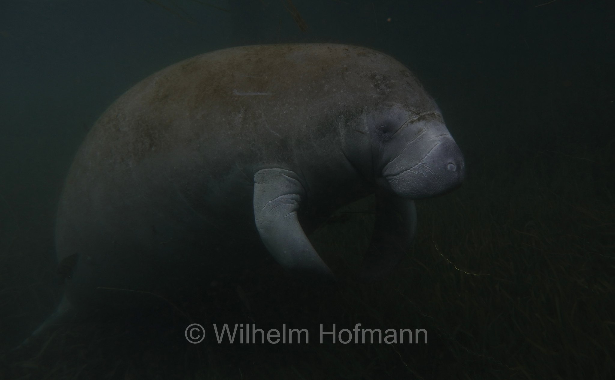 Trichechus manatus latirostris, Florida manatee, Florida-Seekuh, Florida-Manati, lamantino della Florida, manato della Florida, Crystal River, Kings Bay Park, Florida, USA