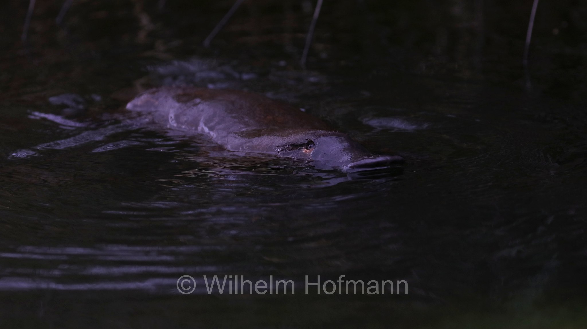 platypus, duck-billed platypus, Schnabeltier, ornitorinco, platipo, Ornithorhynchus anatinus, Tasmanian Arboretum, Tasmania, Tasmanien, Australia, Australien
