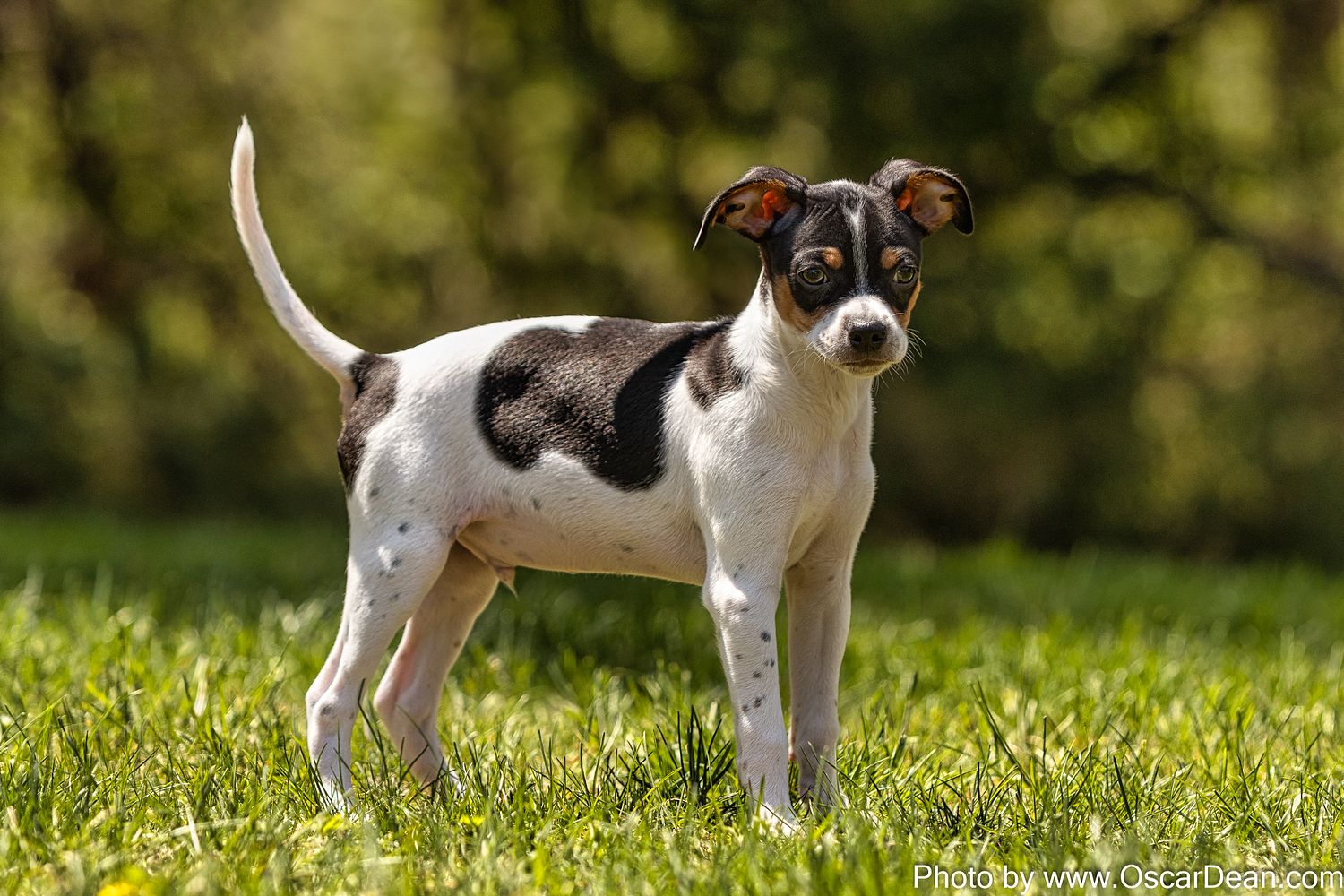 Rescue Dogs | Oscar Dean - Professional Dog Photographer