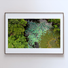 THE ONE - AERIAL PRINTS - "Water Flowers" - LIMITED EDITION 5 of 5
