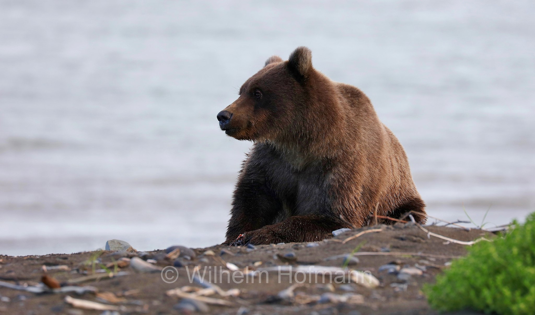 Ursus arctos gyas, Alaska Peninsula brown bear, peninsular grizzly, Alaska-Halbinsel-Braunbär, Alaska-Küstenbraunbär, Alaska-Braunbär, Großer Alaska-Braunbär, orso bruno della penisola dell'Alaska, grizzly peninsulare, grizzly costiero, grizzly gigante, Silver Salmon Creek, Lake Clark National Park, Lake Clark National Park and Preserve, Lake-Clark-Nationalpark, Parco nazionale e riserva di Lake Clark, Alaska, USA