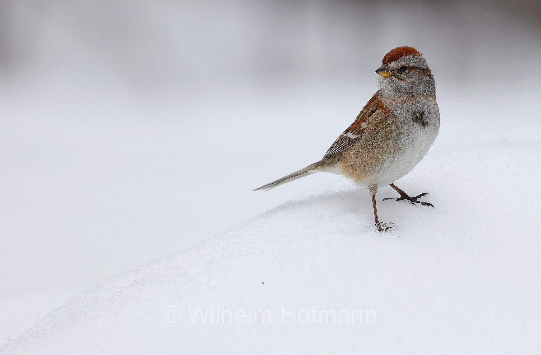 Spizelloides arborea, Spizella arborea, Passerella arborea, American tree sparrow, winter sparrow, Canada bunting, Baumammer, passero arboricolo americano, Costello Creek, Algonquin Provincial Park, Parco provinciale di Algonquin, Ontario, Canada, Kanada