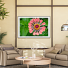 THE ONE - WILDLIFE & NATURE - "Plush Zinnia" - LIMITED EDITION 3 of 5
