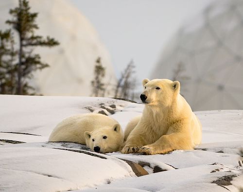 Wildlife