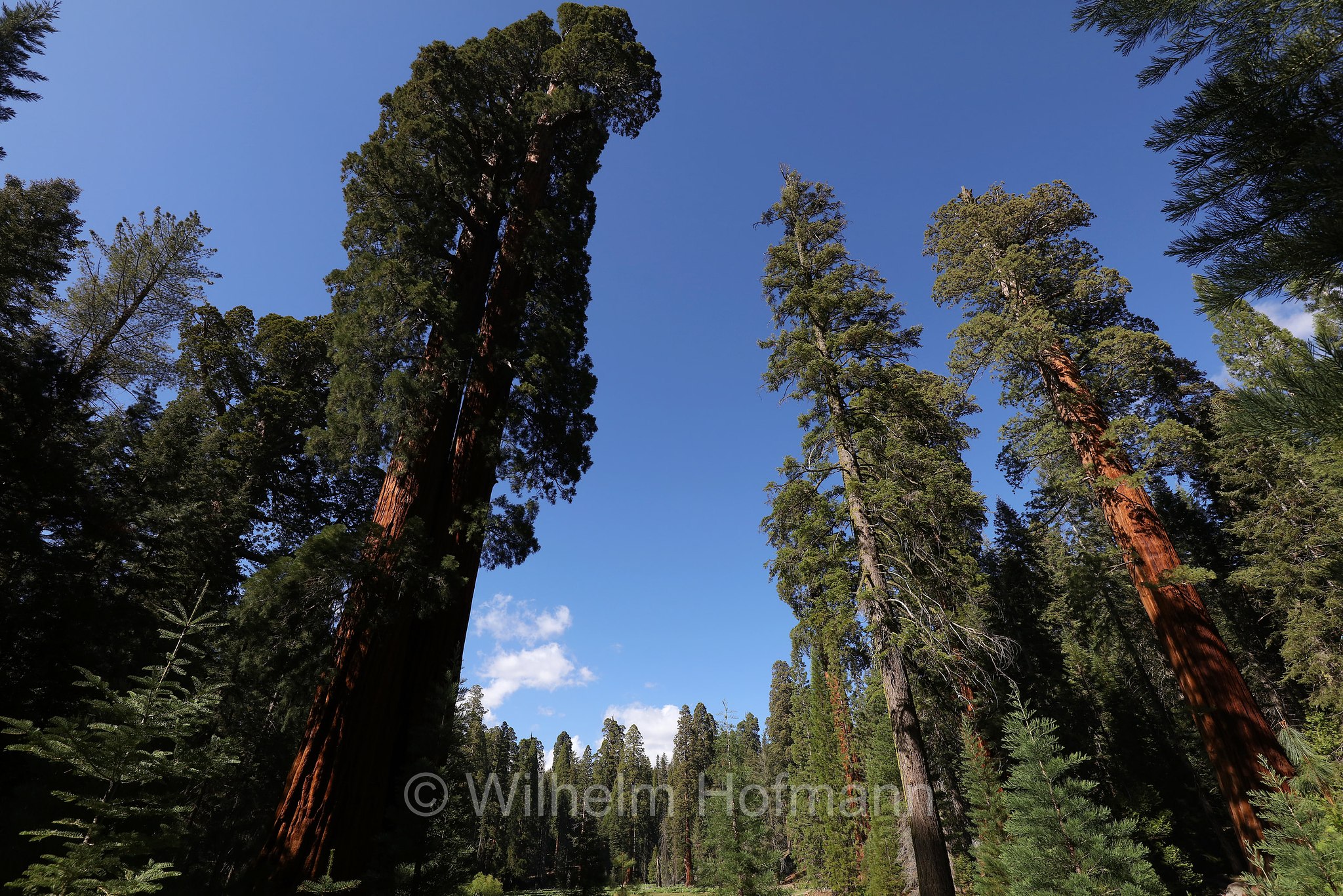 Round Meadow, Big Trees Trail, Sequoia National Park, Sequoia-Nationalpark, Parco nazionale di Sequoia, California, Kalifornien, USA