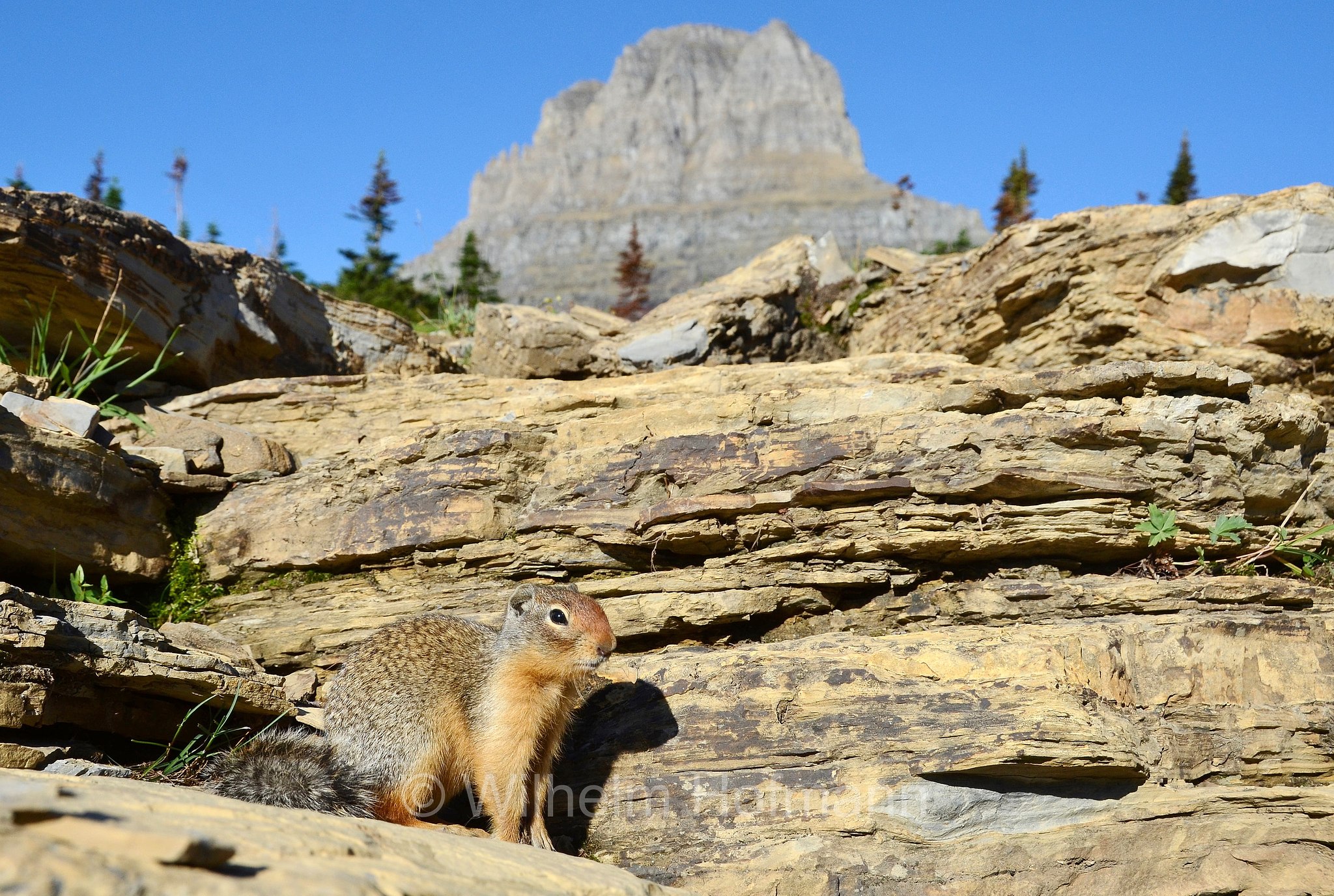 Urocitellus columbianus, Spermophilus columbianus, Columbian ground squirrel, Columbia-Ziesel, citello della Columbia, Logan Pass, Glacier National Park, Glacier-Nationalpark, parco nazionale dei ghiacciai, Montana, USA