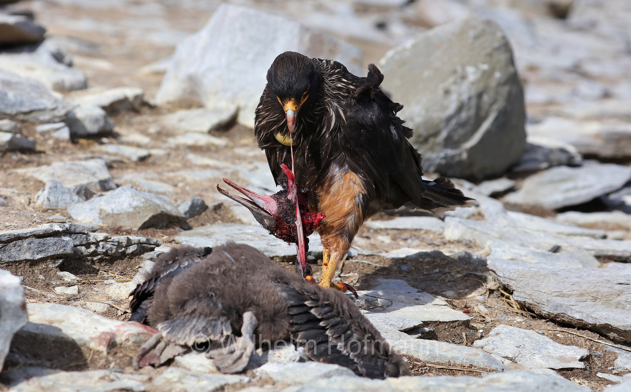 striated caracara, Forster's caracara, Johnny Rook, Falklandkarakara, caracara striato, Daptrius australis, Phalcoboenus australis, Sealion Island, Sea Lion Island, Isla de los Leones Marinos, Falkland Islands, Falklandinseln, Isole Falkland
