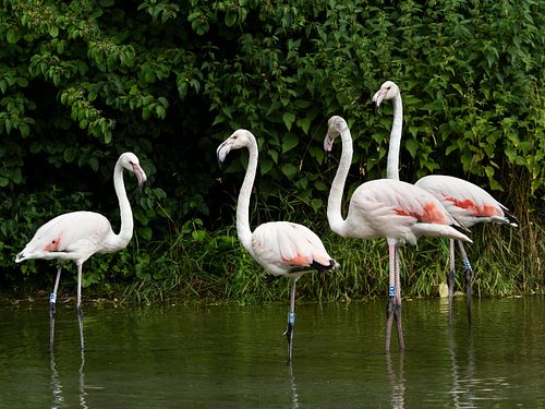 Im Tierpark Dählhölzli