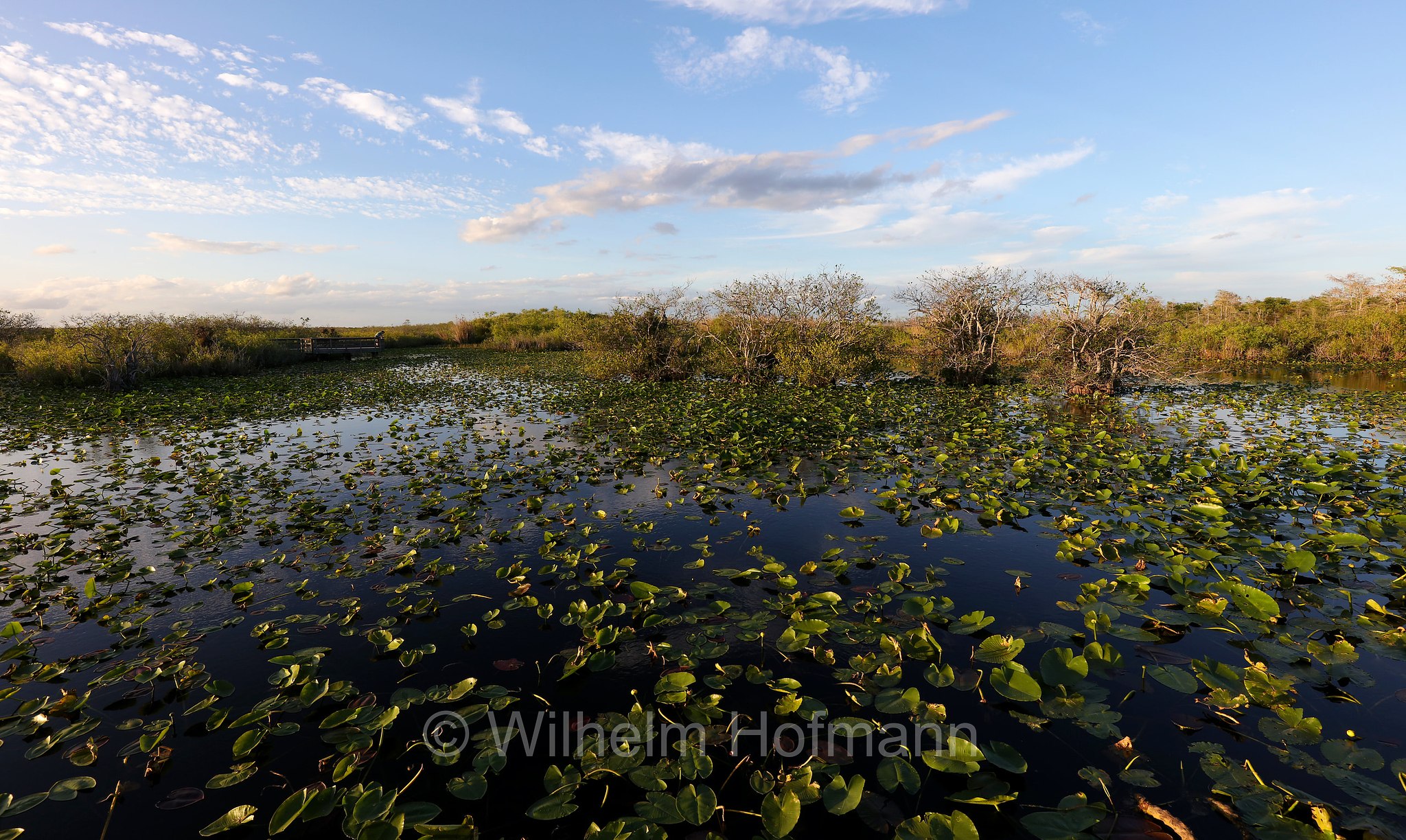 Anhinga Trail, Everglades National Park, Everglades-Nationalpark, Parco nazionale delle Everglades, Florida, USA