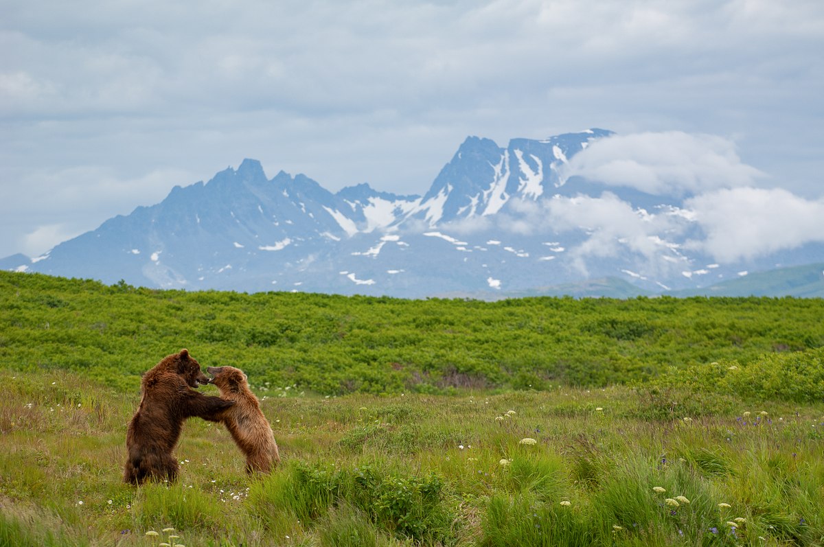 Wild Alaska