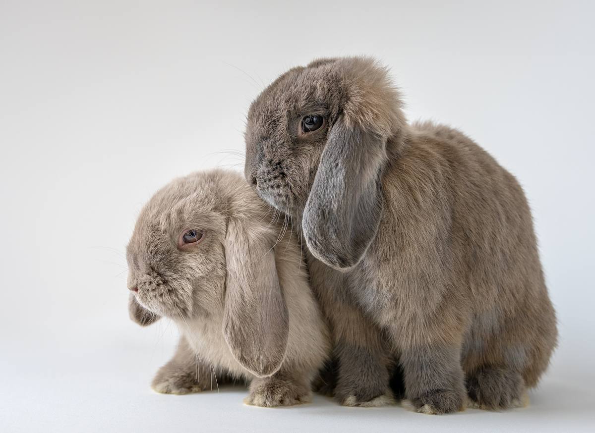 Two rabbits sitting together with a white background.