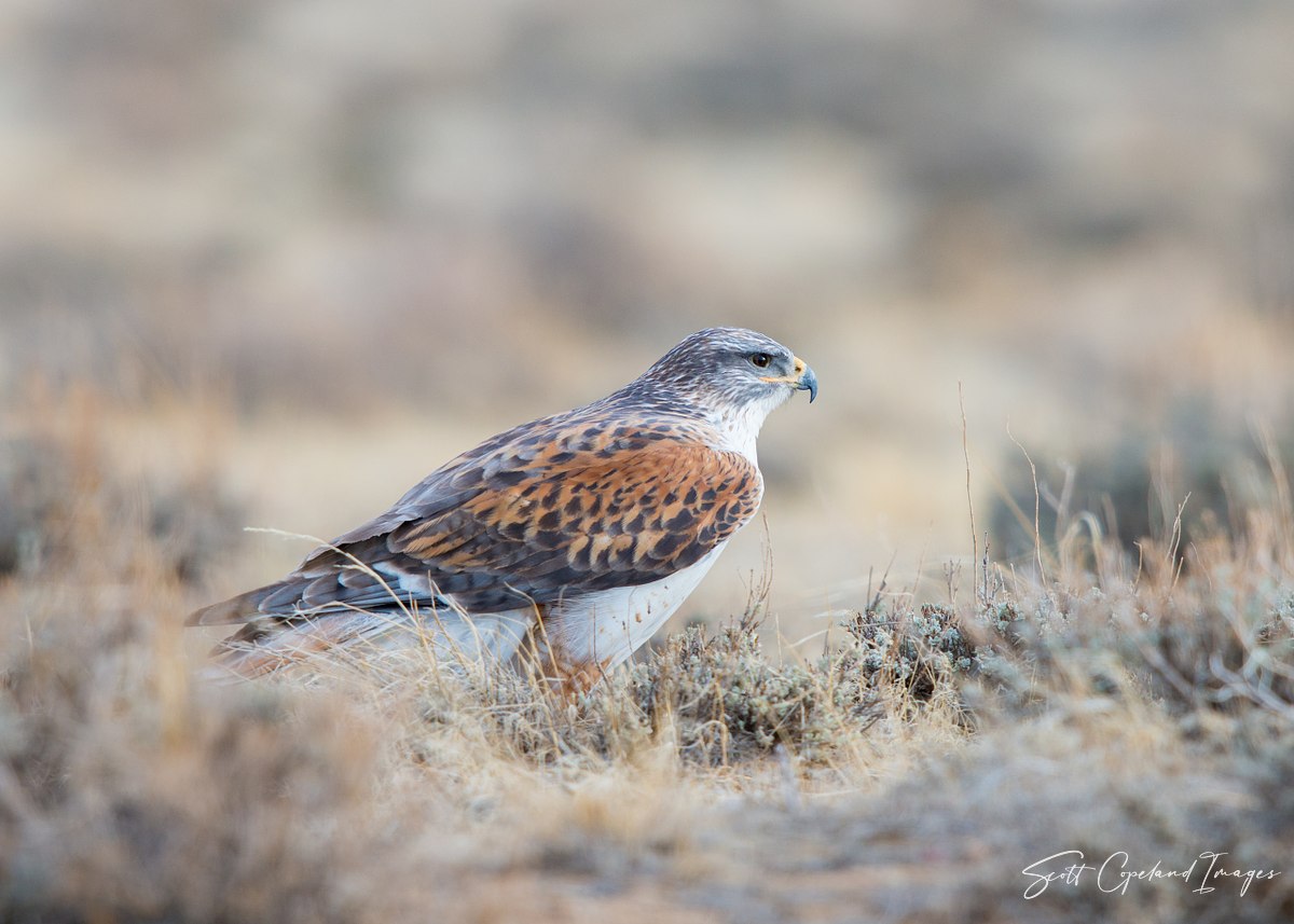 Ferruginous-Hawk-in-the-Sage