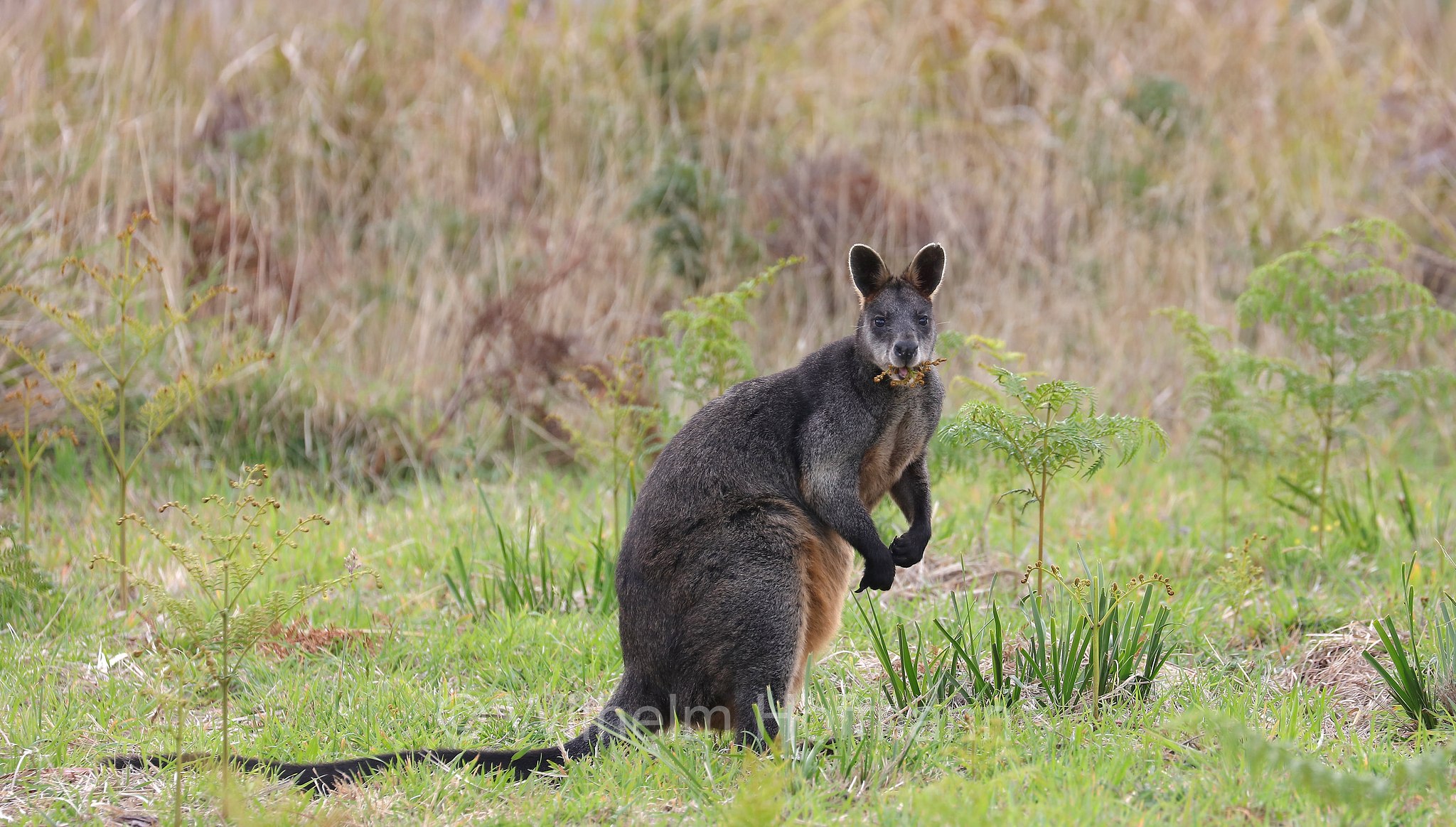 swamp wallaby, black wallaby, black-tailed wallaby, fern wallaby, black pademelon, stinker, black stinker, Sumpfwallaby, wallabia, wallabia delle paludi, Wallabia bicolor, Lighthouse Road, Great Otway National Park, Great-Otway-Nationalpark, parco nazionale Great Otway, Victoria, Australia, Australien