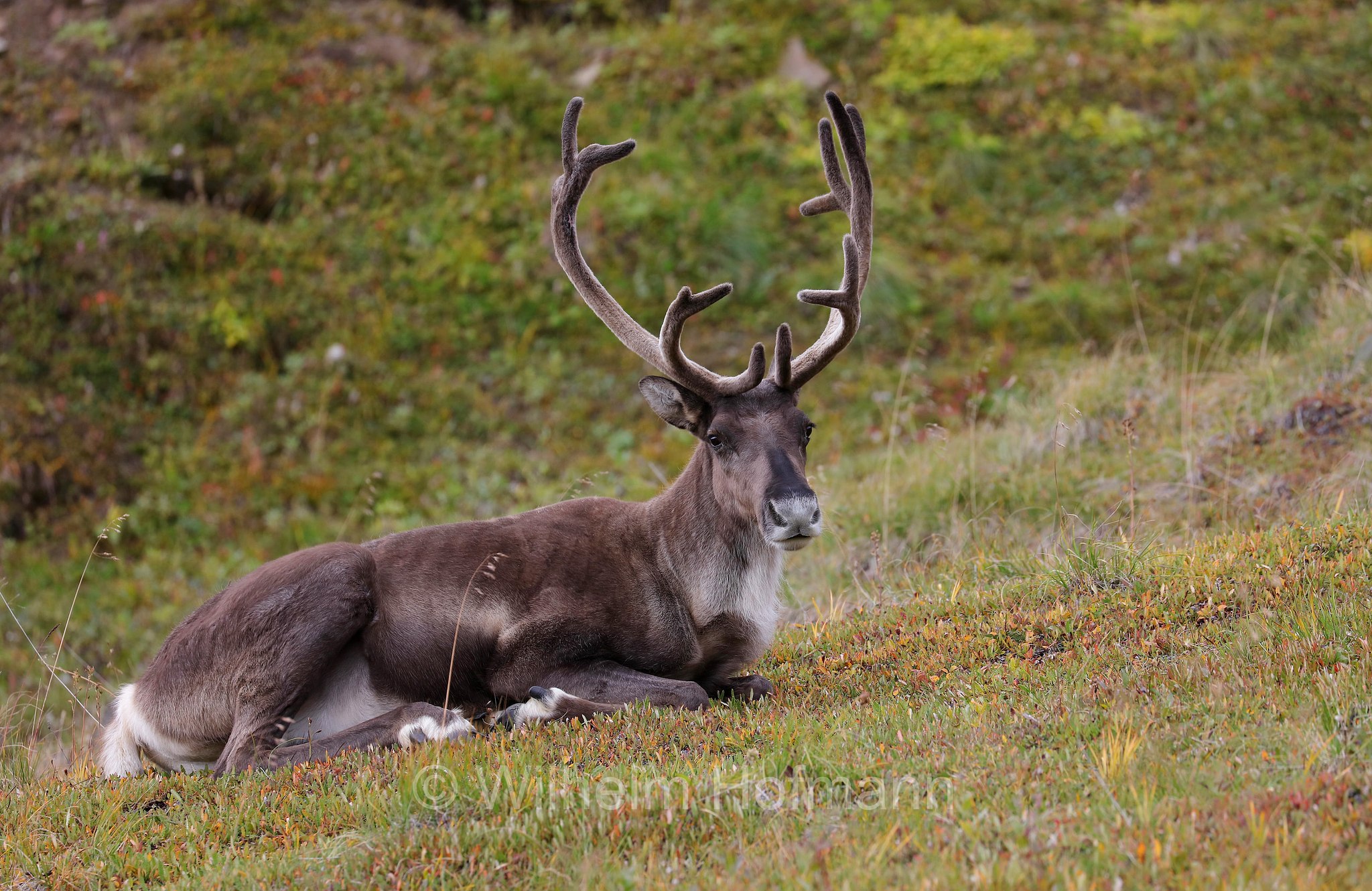Rangifer tarandus granti, Grant's caribou, Grant-Karibu, Grant's-Karibu, caribù di Grant, Thorofare Pass, Denali National Park, Denali National Park and Preserve, Denali-Nationalpark, Parco nazionale del Denali, Alaska, USA