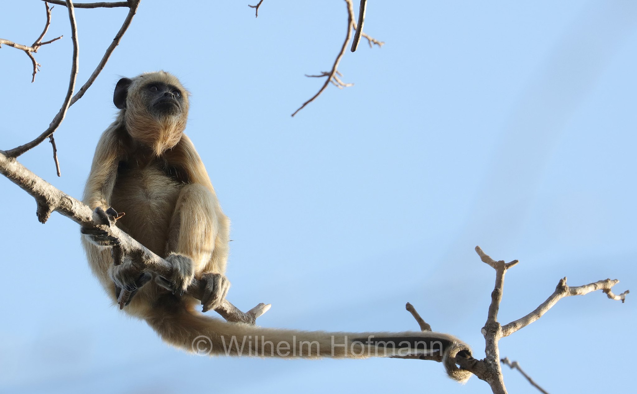 black howler, black-and-gold howler, Schwarzer Brüllaffe, aluatta nera, scimmia urlatrice nera, scimmia urlatrice nera e dorata, Alouatta caraya, Pantanal, Mato Grosso, Brazil, Brasil, Brasile, Brasilien