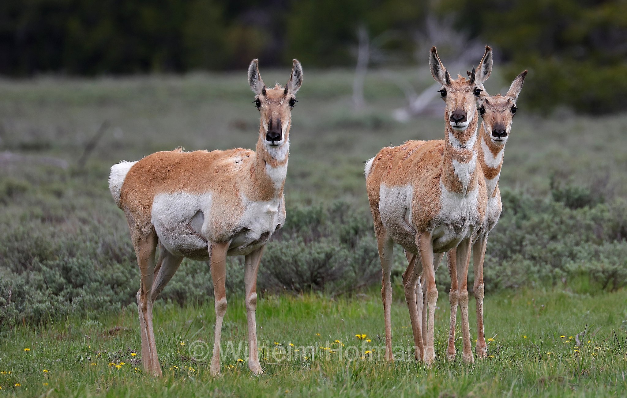 Antilocapra americana, pronghorn, American antelope, prong buck, pronghorn antelope, prairie antelope, Gabelbock, Gabelhornantilope, Gabelantilope, Gabelhorntier, Pronghorn, antilocapra, Lupine Meadows, Grand Teton National Park, Grand-Teton-Nationalpark, parco nazionale del Grand Teton, Wyoming, USA
