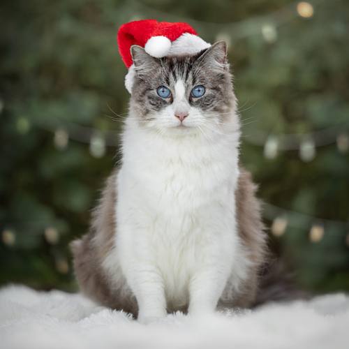 KERST