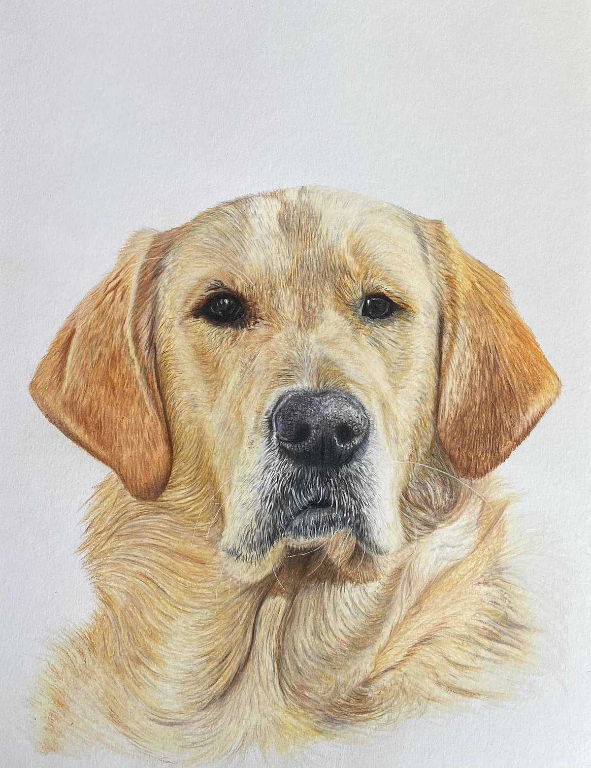 Lesley Mayne Artworks Pet Portrait Golden Labrador Retriever Pet Portrait  Chester Pet Portrait Artist Commissioned