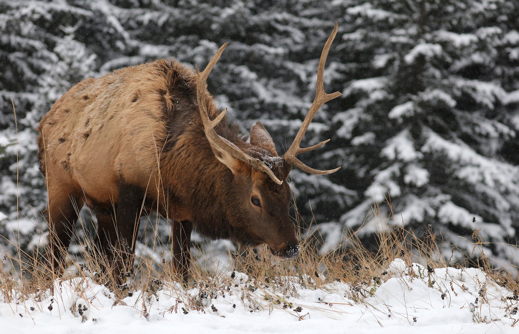 Cervus canadensis, wapiti, Wapiti, Wapiti-Hirsch, vapiti, Lake Minnewanka Scenic Drive, Banff National Park, Banff-Nationalpark, Parco nazionale Banff, Alberta, Canada, Kanada