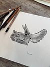Triceratops