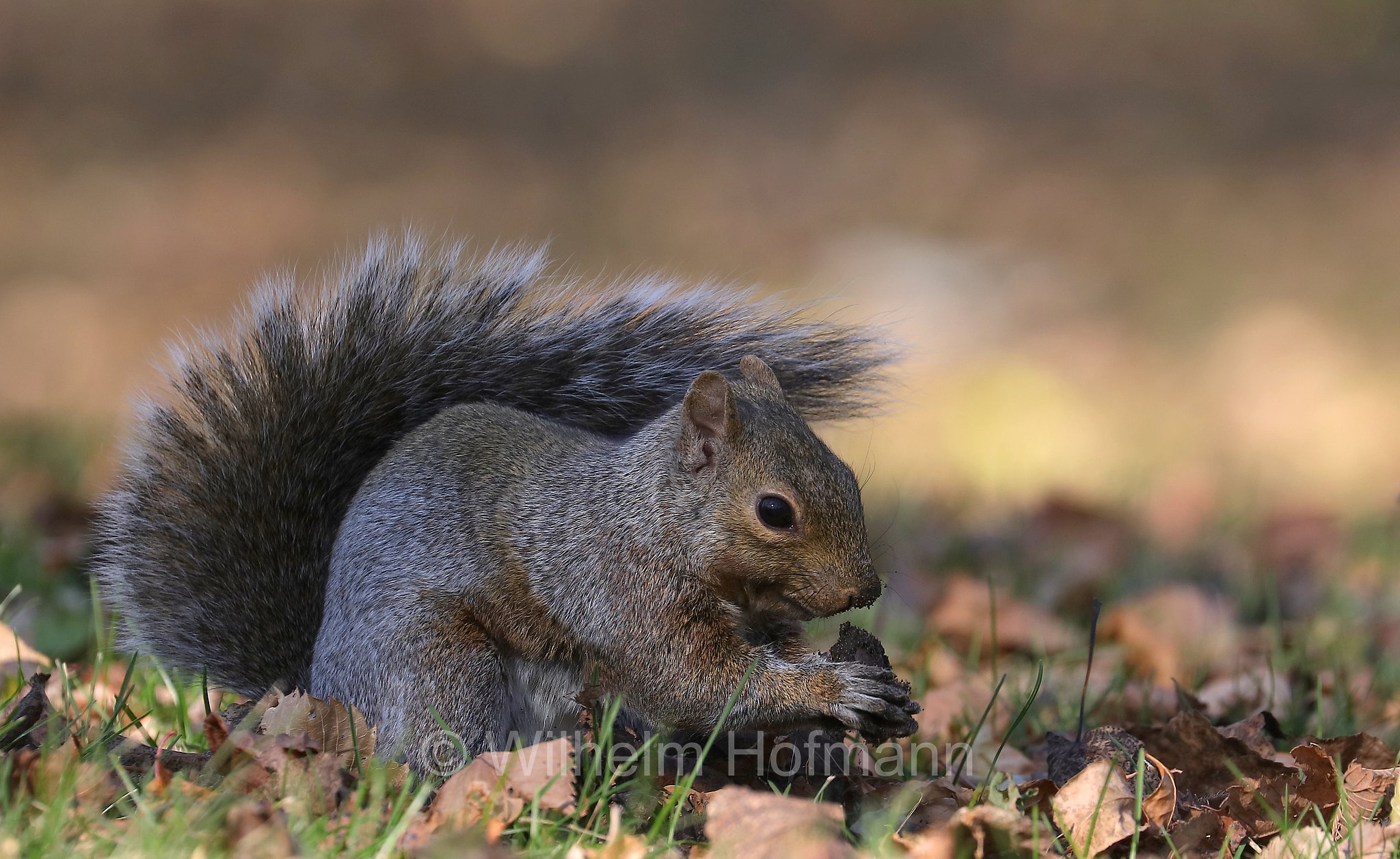 Sciurus niger, fox squirrel, eastern fox squirrel, Bryant's fox squirrel, Fuchshörnchen, scoiattolo volpe, Kildonan Park, Winnipeg, Manitoba, Canada, Kanada