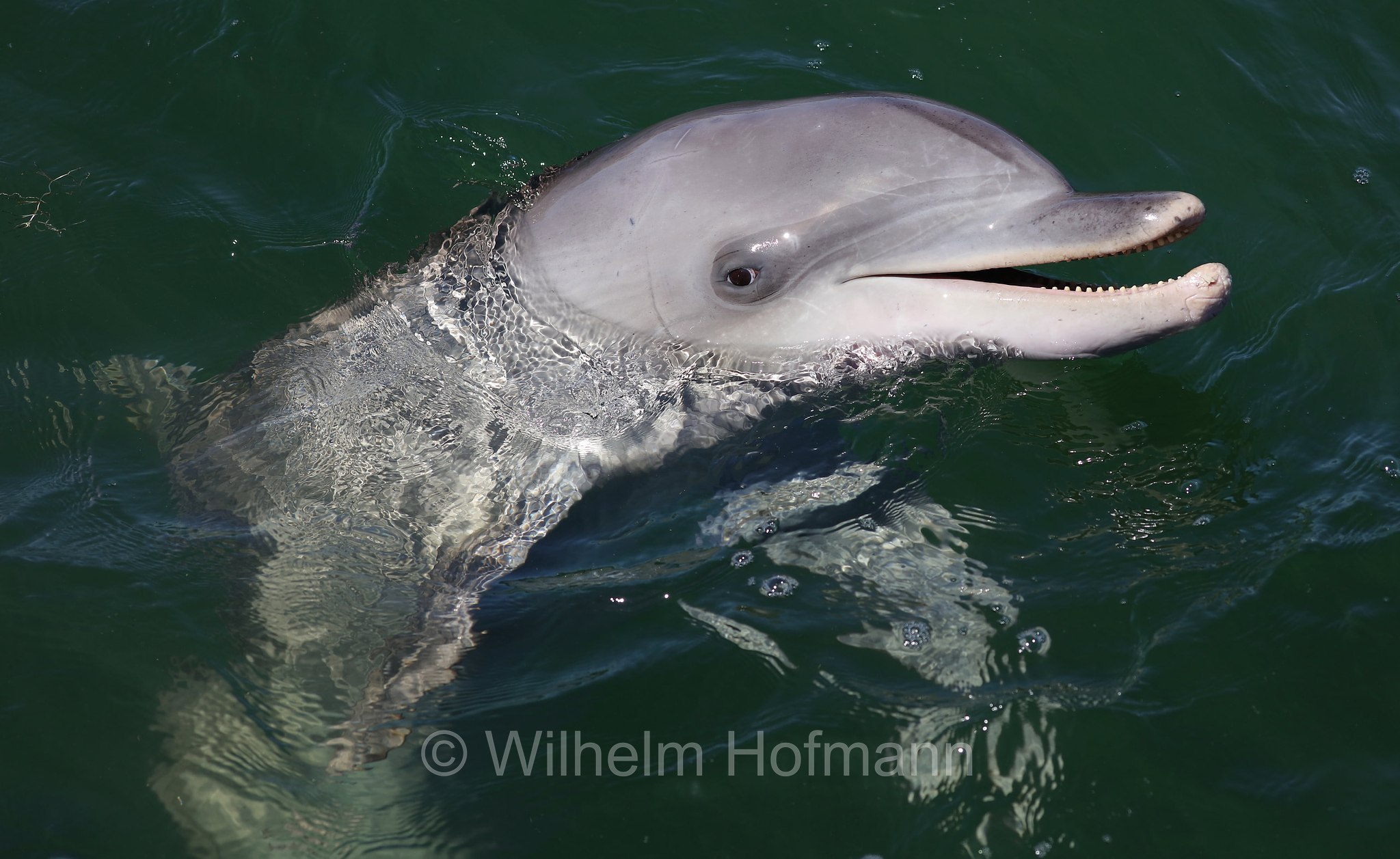 common bottlenose dolphin, Atlantic bottlenose dolphin, Großer Tümmler, Gewöhnlicher Großer Tümmler, tursìope comune, Tursiops truncatus, Whyalla Marina, Eyre Peninsula, Eyre-Halbinsel, Penisola di Eyre, South Australia, Südaustralien, Australia Meridionale, Australia, Australien