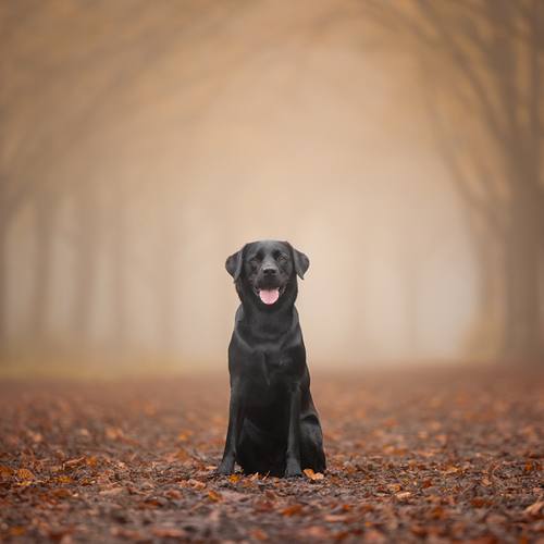 HERFSTSHOOT