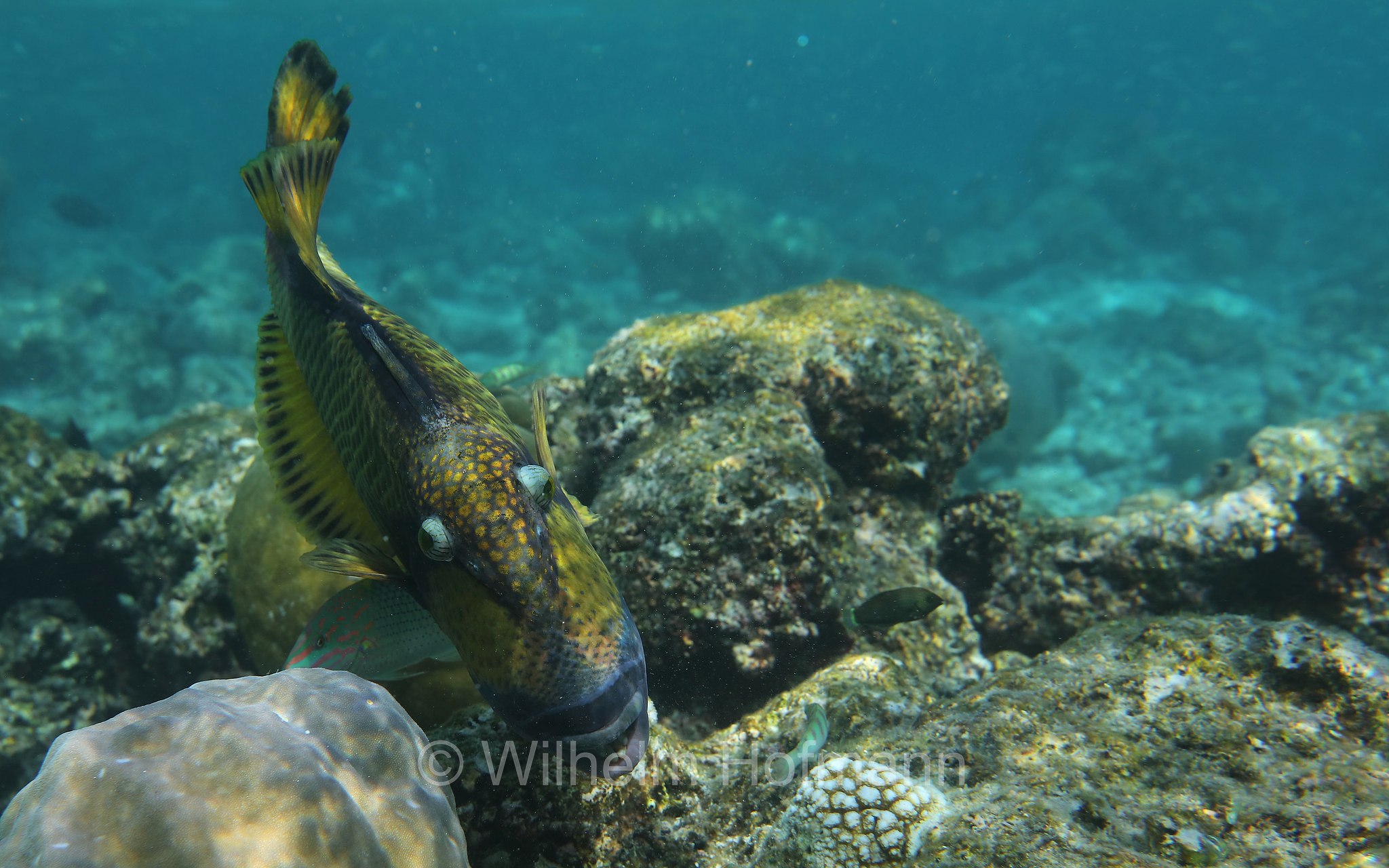 titan triggerfish, giant triggerfish, moustache triggerfish, Riesen-Drückerfisch, Titan-Drückerfisch, pesce balestra titano, Balistoides viridescens, Malediven, Maldives, Maledive, fihalhohi island resort
