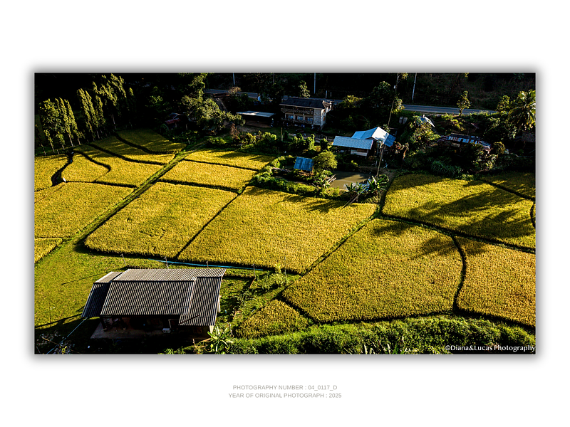 THE ONE - AERIAL PRINTS - "Ready to Harvest" - LIMITED EDITION 5 of 5