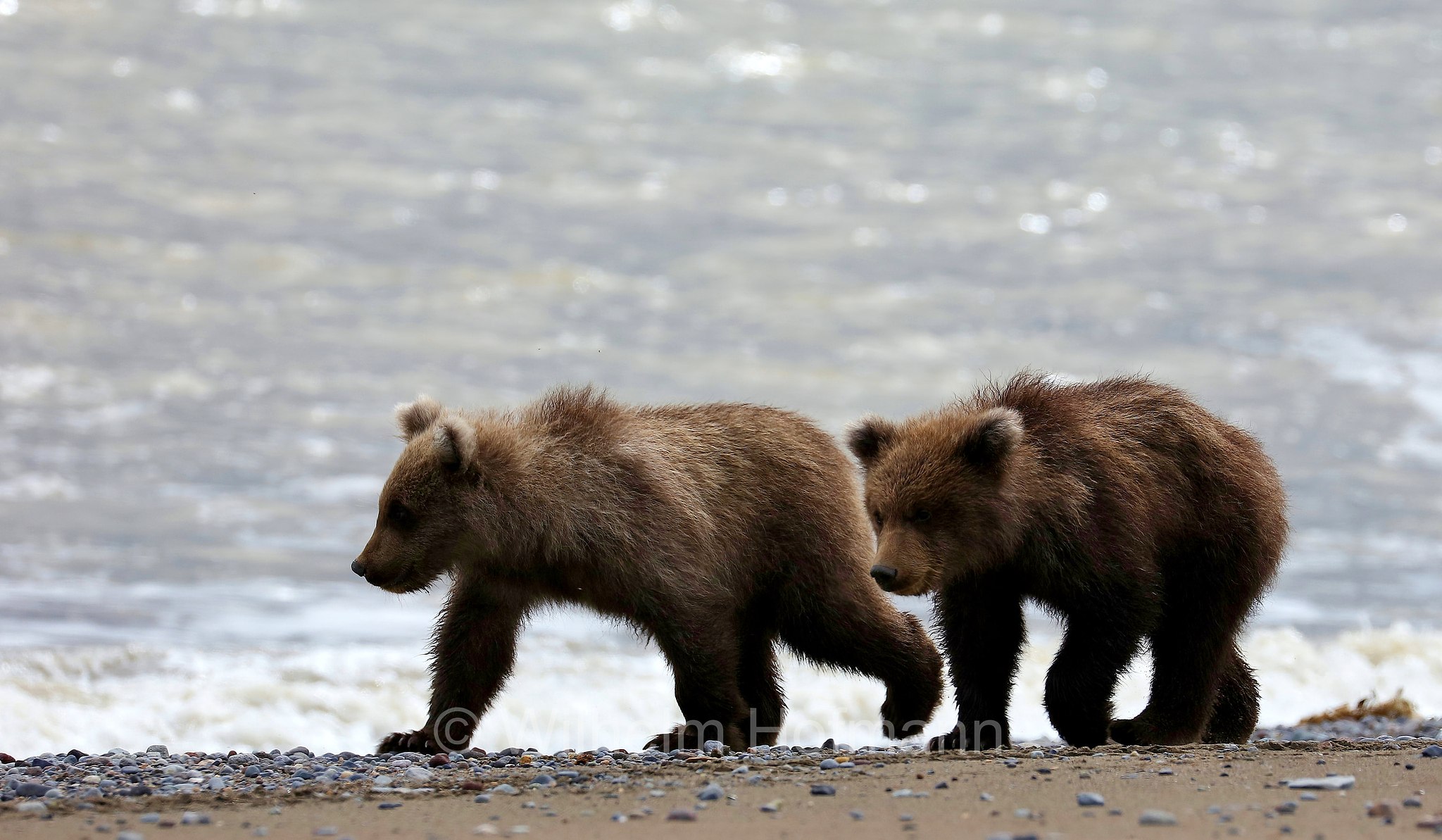 Ursus arctos gyas, Alaska Peninsula brown bear, peninsular grizzly, Alaska-Halbinsel-Braunbär, Alaska-Küstenbraunbär, Alaska-Braunbär, Großer Alaska-Braunbär, orso bruno della penisola dell'Alaska, grizzly peninsulare, grizzly costiero, grizzly gigante, Silver Salmon Creek, Lake Clark National Park, Lake Clark National Park and Preserve, Lake-Clark-Nationalpark, Parco nazionale e riserva di Lake Clark, Alaska, USA