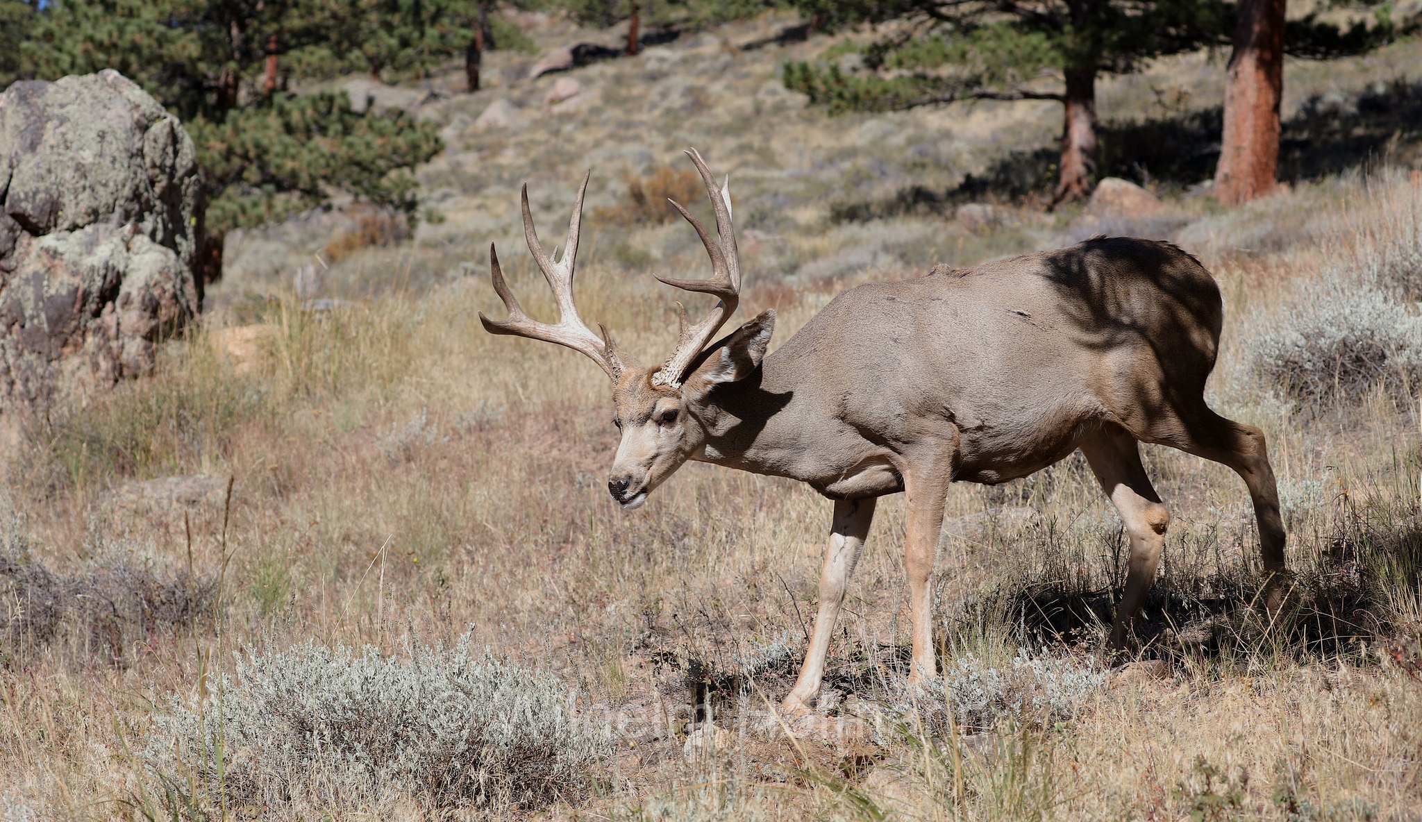 Odocoileus hemionus hemionus, Rocky Mountain Mule Deer, Rocky-Mountain-Maultierhirsch, cervo mulo delle Rocciose, ﻿﻿Beaver Meadows, Rocky Mountain National Park, ﻿Rocky-Mountain-Nationalpark, parco nazionale delle Montagne Rocciose, Colorado, USA