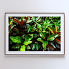 THE ONE - WILDLIFE & NATURE - "Croton" - LIMITED EDITION 5 of 5