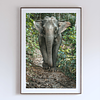 THE ONE - WILDLIFE & NATURE - "Ears Out" - LIMITED EDITION 5 of 5