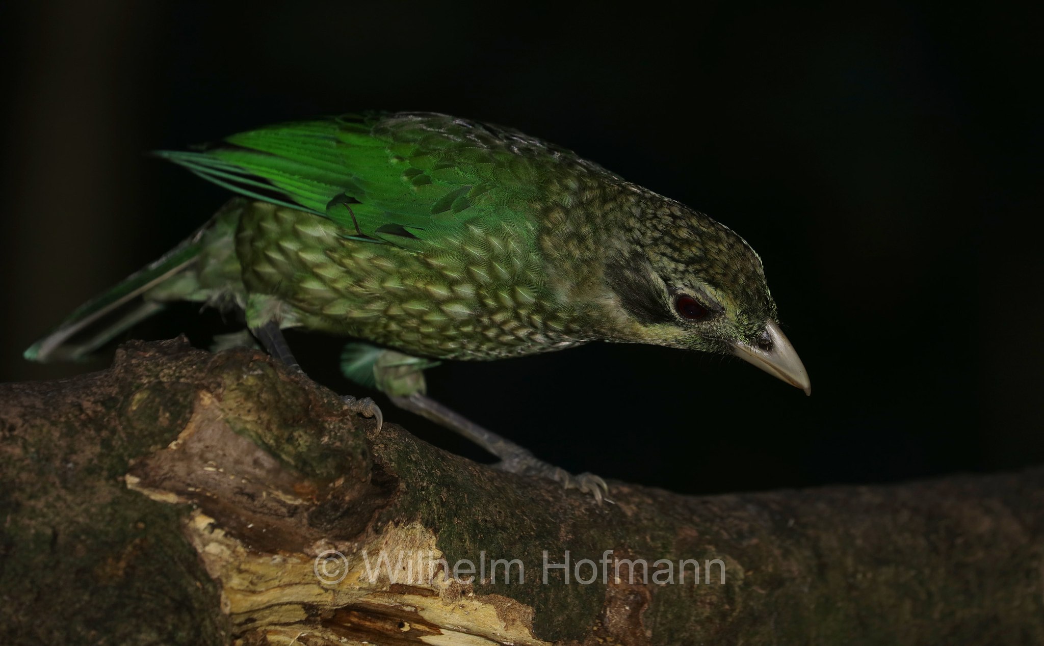 Ailuroedus melanotis, black-eared catbird, Schwarzohr-Laubenvogel, uccello gatto guancenere, Crater Lakes National Park, Crater-Lakes-Nationalpark, Queensland, Australia, Australien