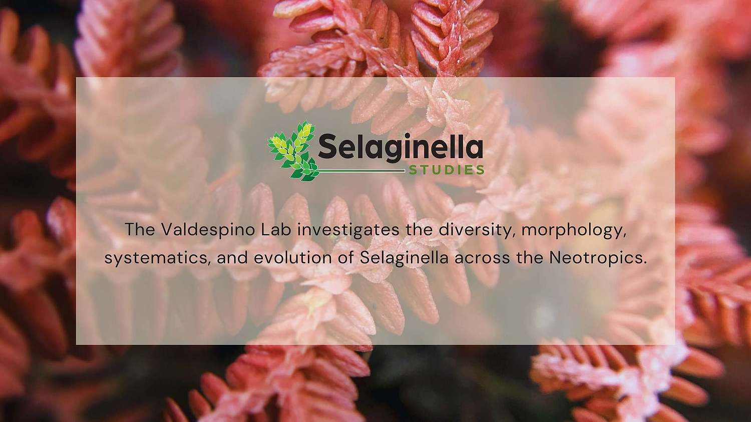 Selaginella
