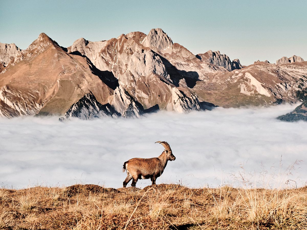 Steinbock