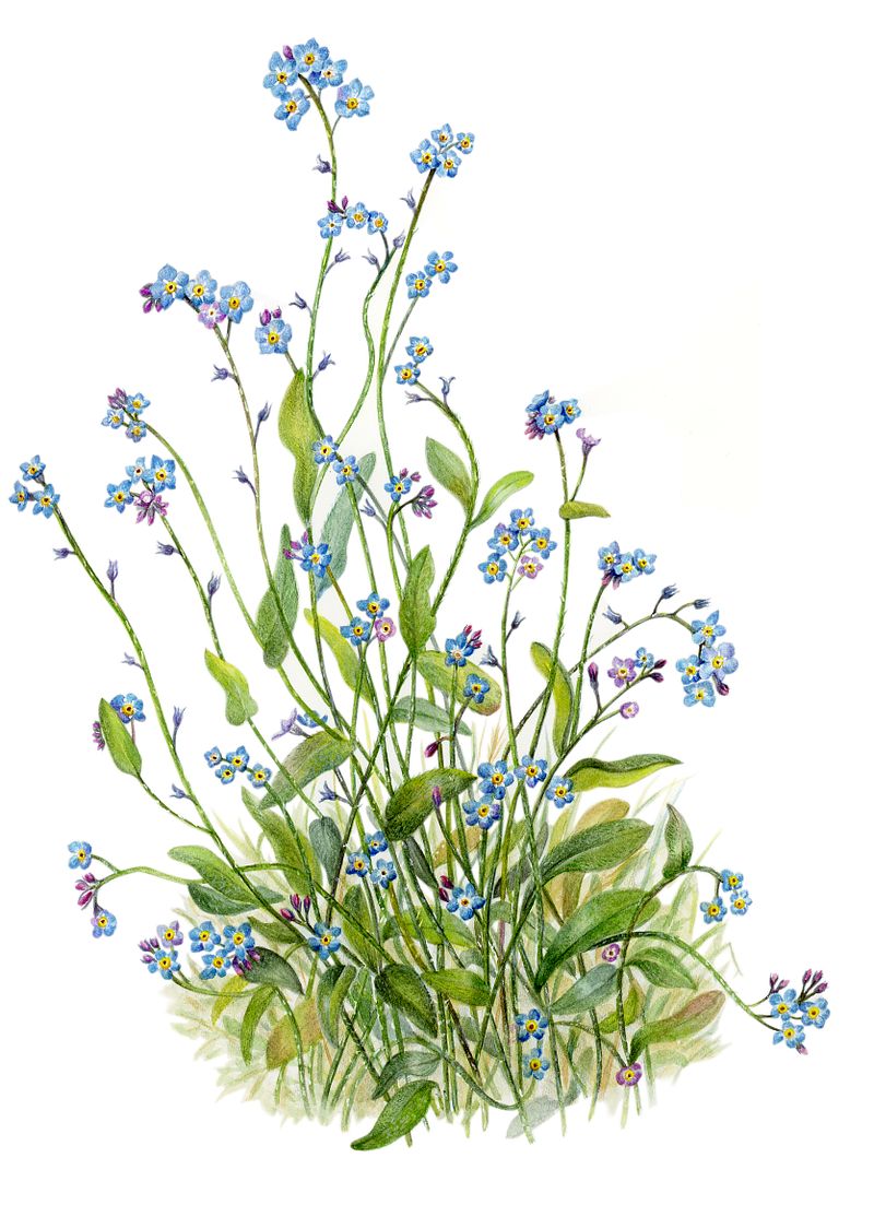 Forget Me Not Fine Art Print