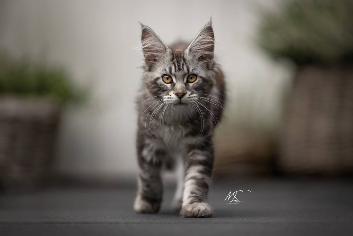 Maine coon kitten loopt recht op de camera af