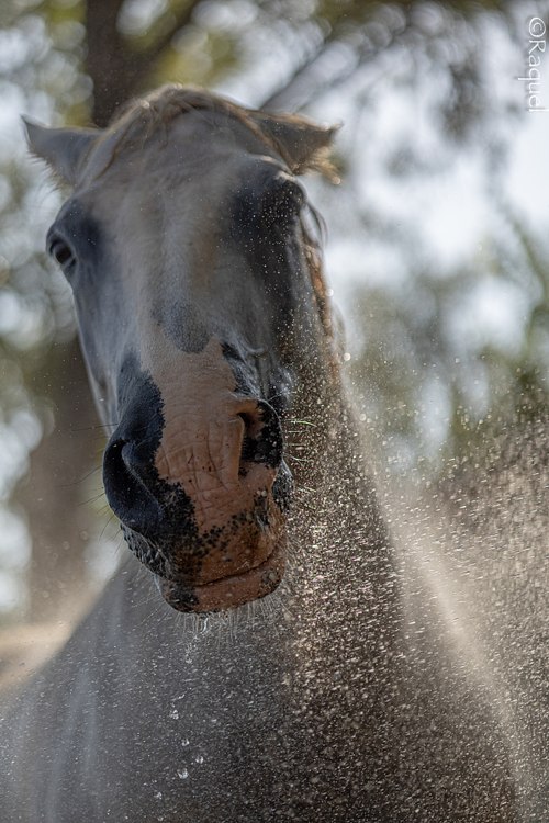 Portrait de face de Portichju, cheval croisé espagnol et Percheron
