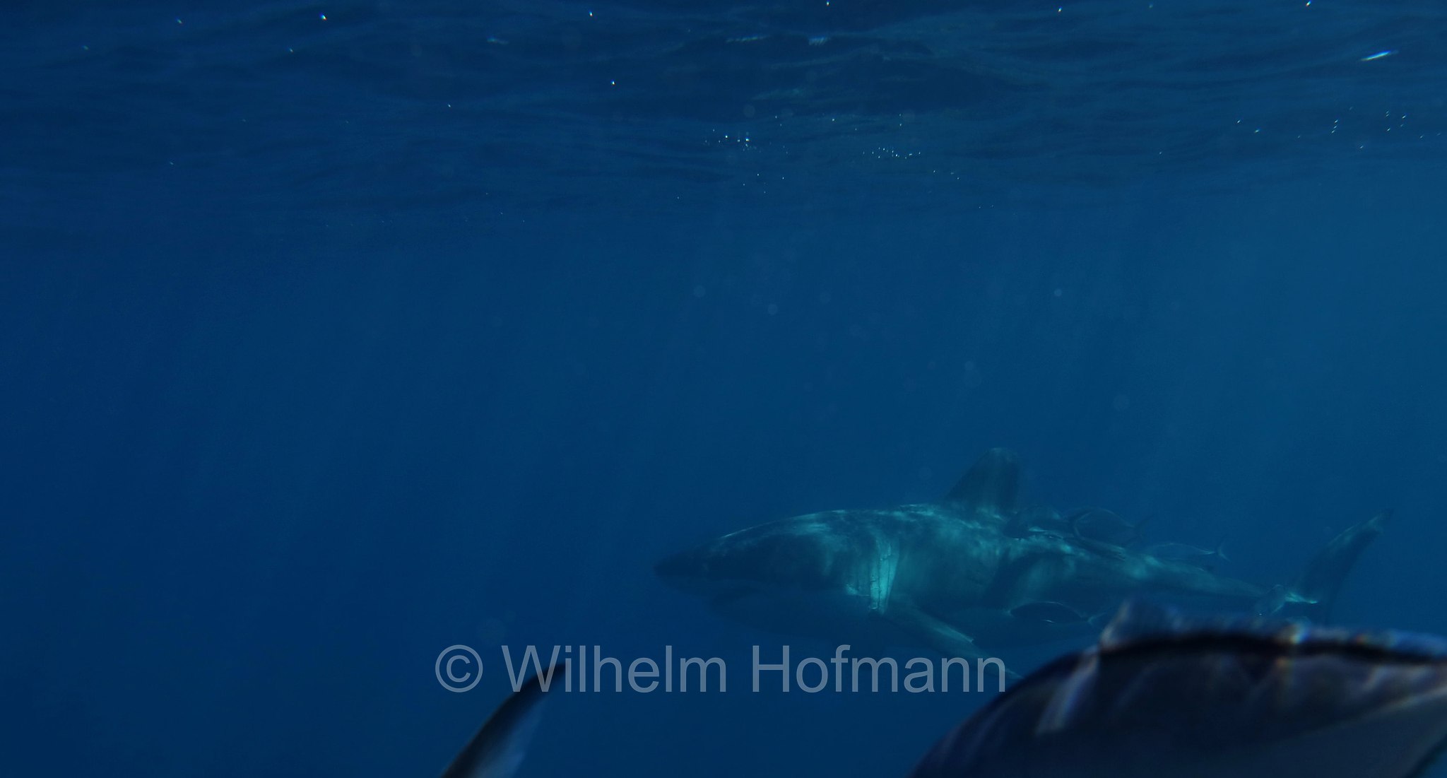 great white shark, great white, white shark, white pointer, Weißer Hai, Weißhai, Menschenhai, grande squalo bianco, carcarodonte, squalo bianco, Carcharodon carcharias, Neptune Islands, South Australia, Südaustralien, Australia Meridionale, Australia, Australien