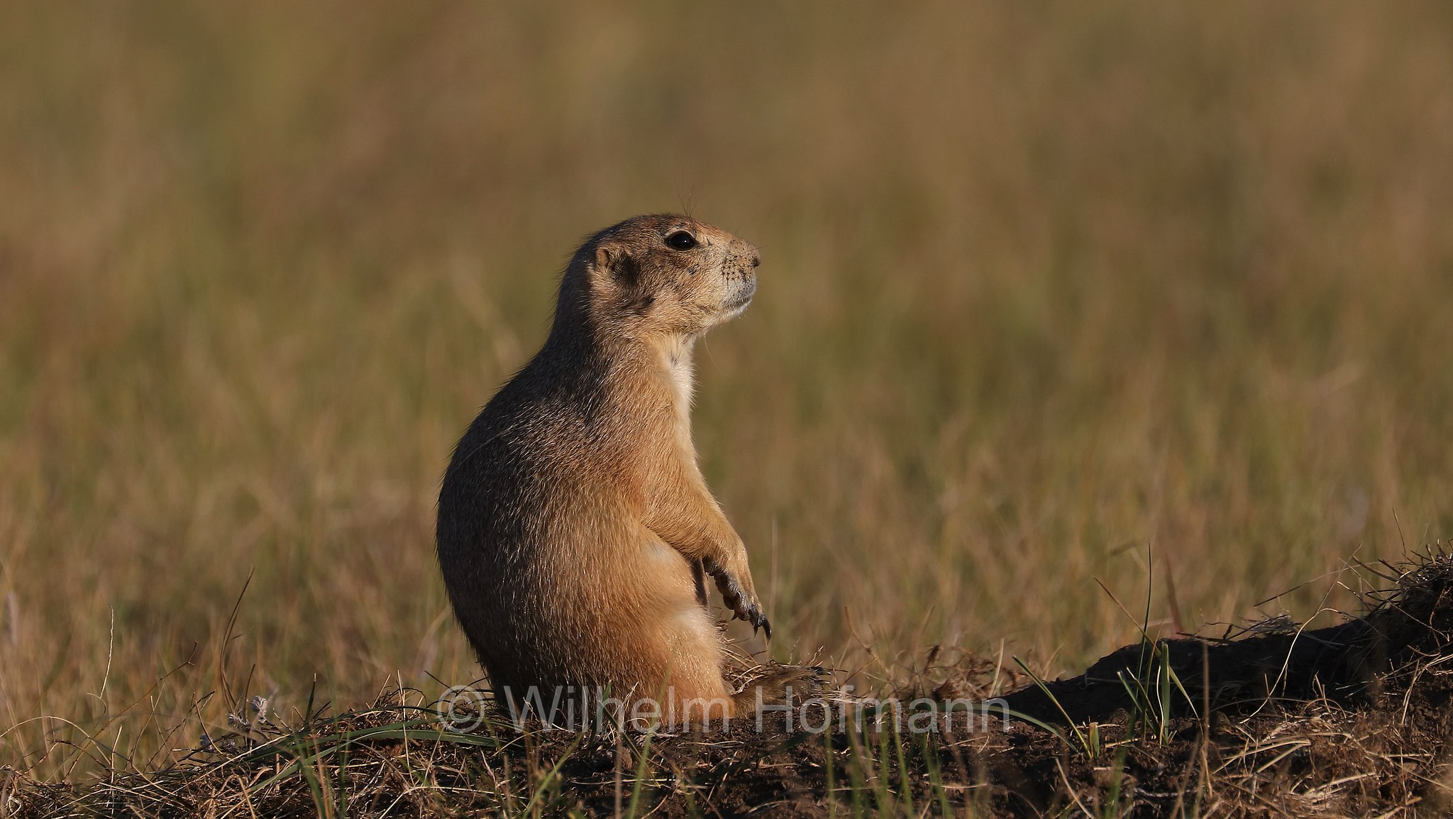Cynomys ludovicianus, black-tailed prairie dog, Schwarzschwanz-Präriehund, cane della prateria dalla coda nera, Wind Cave National Park, Wind-Cave-Nationalpark, Parco nazionale di Wind Cave, South Dakota, Dakota del Sud, USA